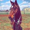 morganhorse15